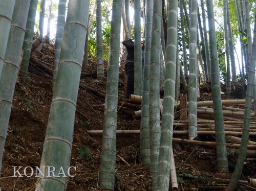 ���R��y��