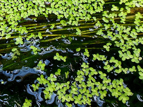 �ҥʥ�������