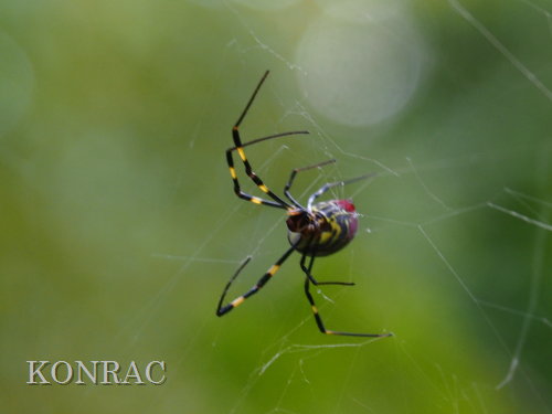 ジョロウグモ