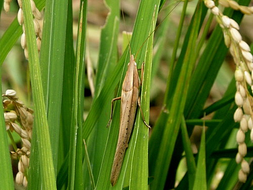 ���ӥ��ꥮ��