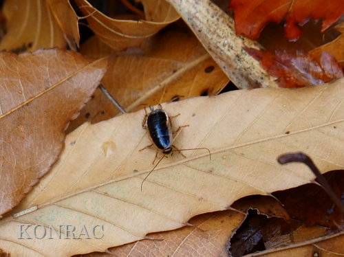 �����`���o�l�S�L�u��