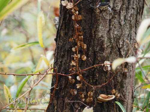 �^�`�h�R��