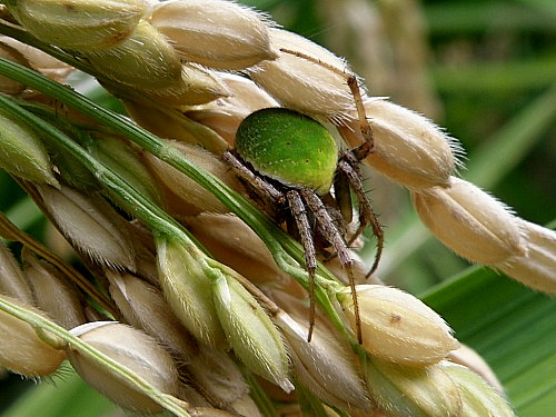 �省�������ĥޥΥߥ��ޥ�