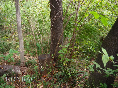 ヤマザクラ萌芽