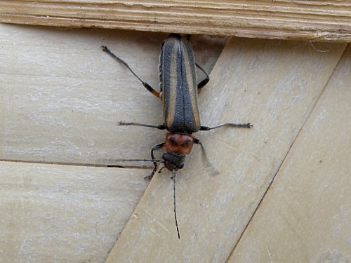 ���g�Z�X�W�W���E�J�C